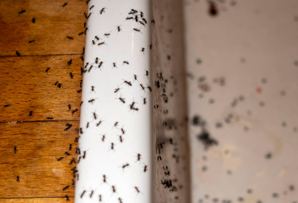 Wasp Removal Services in Southport, CT